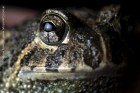 Odontophrynus americanus
