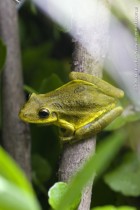 Scinax fuscovarius