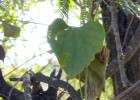 Aristolochia argentina