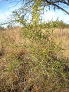 Condalia microphylla