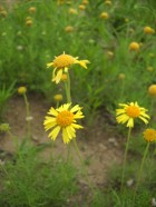 Gaillardia megapotamica