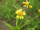 Gaillardia megapotamica