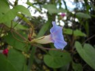 Ipomoea nil
