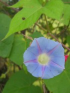 Ipomoea nil