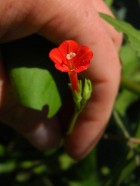Ipomoea rubriflora