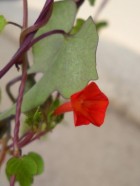 Ipomoea rubriflora