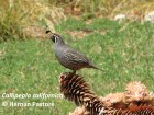 Callipepla californica