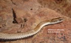 Philodryas trilineata