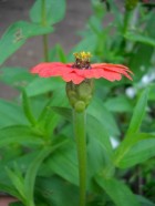 Zinnia peruviana