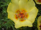 Portulaca grandiflora