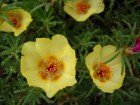 Portulaca grandiflora