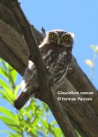 Glaucidium nana