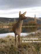 Cervus elaphus