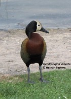 Dendrocygna viduata