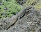 Phymaturus roigorum