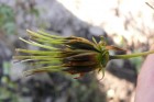 Cosmos sulphureus