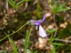 Lobelia nana