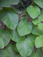 Mandevilla pentlandiana