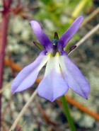 Lobelia nana