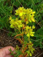 Calceolaria teucrioides