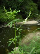 Melilotus albus