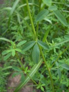 Melilotus albus