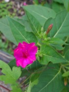 Mirabilis jalapa