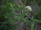 Borreria densiflora