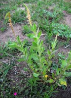 Oenothera curtiflora