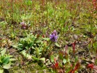 Prunella vulgaris