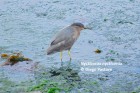 Nycticorax nycticorax