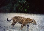 Panthera onca