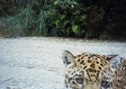 Panthera onca