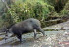 Tapirus terrestris