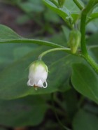 Salpichroa origanifolia