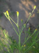 Schkuhria pinnata