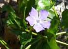 Vinca major