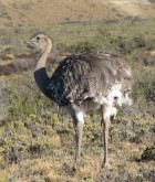 Rhea pennata