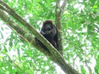 Alouatta guariba