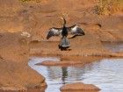 Anhinga anhinga