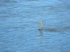 Anhinga anhinga