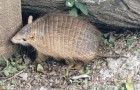 Chaetophractus vellerosus