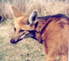 Chrysocyon brachyurus