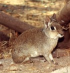 Dolichotis salinicola