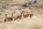 Lama guanicoe