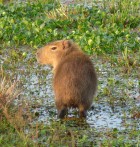 Hydrochoerus hydrochaeris