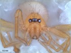 Orchestina sp.