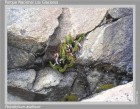 Polystichum andinum