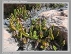 Polystichum andinum