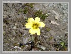 Sisyrinchium patagonicum